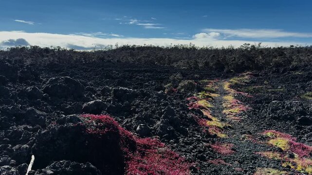Vegetation regrows across hardened lava fields along Puʻu ʻŌʻō Trail, Hawaii