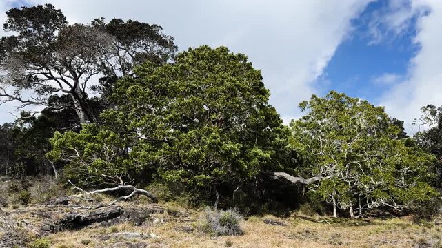 Native trees grow on rocky volcanic ground along Puʻu ʻŌʻō Trail, Hawaii