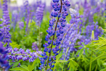 Obraz premium Lush green leaves surround lively purple lupine flowers, creating a peaceful atmosphere under the warm sunlight in spring