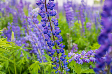 Obraz premium Purple lupines sway gently in the breeze, their vibrant flowers painting the garden with joyful colors under a bright afternoon sky