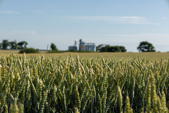 Fields of golden wheat stretch towards the horizon, while silos loom majestically in the background under a bright, clear sky