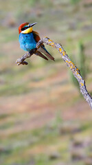 Bee-eater, Merops apiaster, Mediterranean Forest, Castilla y Leon, Spain, Europe