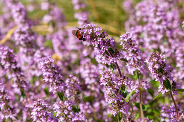 Delicate purple wildflowers blanket the field while a busy bee gathers nectar, capturing the fragile balance of nature in a sunlit summer meadow