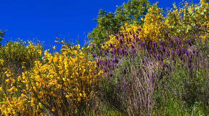 Common Broom, Cytisus scoparius, Arribes del Duero Natural Park, SPA, SAC, Biosphere Reserve, Salamanca, Castilla y Le&oacute;n, Spain, Europe