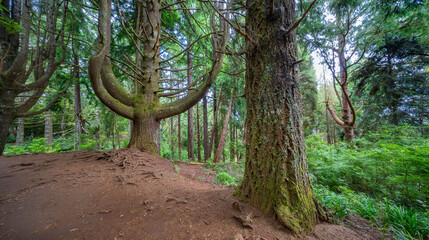 Levada do Caldeirao Verde, Parque Forestal Das Queimadas, Madeira, Portugal, Europe