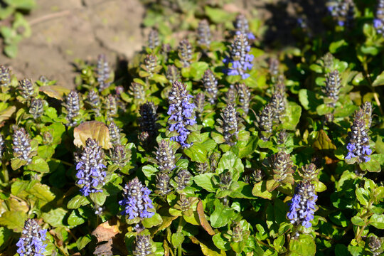 Common bugle flowers - Latin name - Ajuga reptans