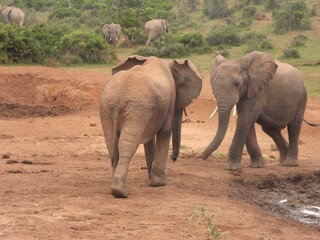 Fototapeta premium Elephant tussle
