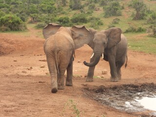Fototapeta premium Elephant face-off