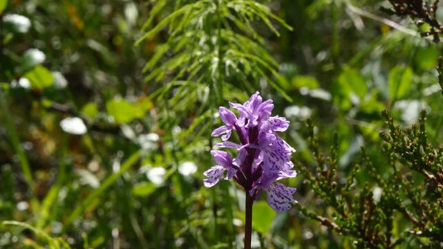 The blue flowers of a plant known as the orchis (northern orchid) of the polar tundra sway in the breeze in the bright sunlight of a clear summer day. An intricate play of light and shadow.