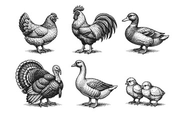 Obraz premium Vintage poultry engraving set, antique farm birds and chicken sketches in woodcut style