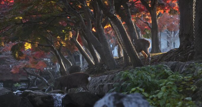 Silhouettes of autumn trees and and deer walking around in Japanese park at sunrise - wide, slow motion