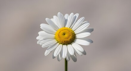 Fototapeta premium White Daisy Flower Close-Up