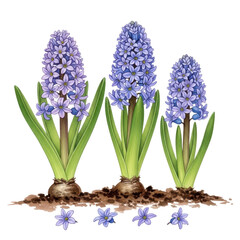 Fototapeta premium Three blooming purple hyacinth plants growing from bulbs in soil isolated on white representing spring gardening, floral growth, botanical education, and plant life cycle 