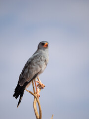 Wei&szlig;b&uuml;rzel-Singhabicht, Melierax poliopterus
