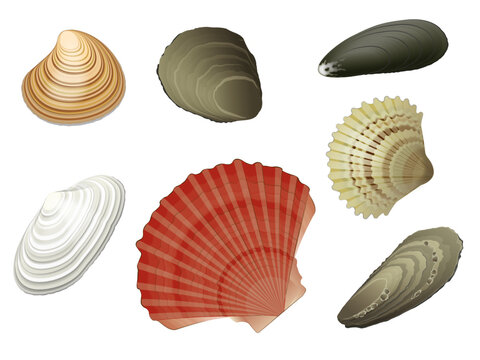Adobe Muscheln