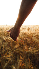 Obraz premium Hand touches wheat in a field during sunrise in the countryside