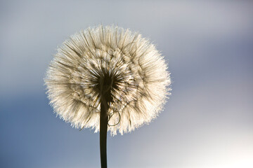 Fototapeta premium Backlit Dandelion Macro Against Blue Sky