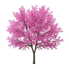 A beautiful pink flowering tree standing alone against a white background isolated on transparent background