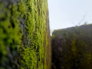 moss on the wall