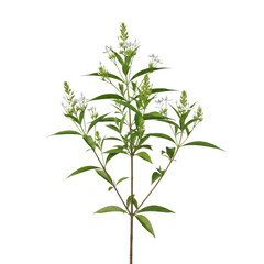 Fototapeta premium A close-up view of a green plant with small white flowers and serrated leaves. isolated on transparent background
