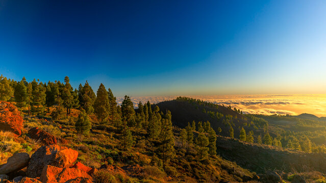 Golden pine forest above the clouds at sunset in the mountains