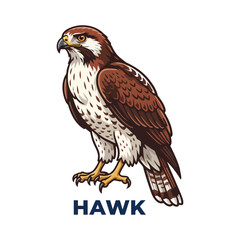 Fototapeta premium red tailed hawk on a white background