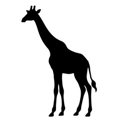 Minimalist black giraffe silhouette standing in profile view for safari wildlife branding isolated on transparent background. © SuprabhBarua