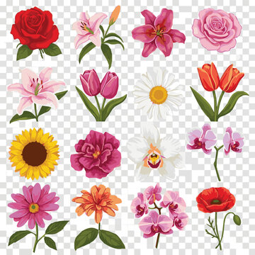 Create a different kinds of various beautiful blooming flowers isolated on transparent background.Vector isolated set