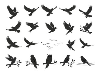 Multiple Bird Species Silhouettes for Branding and Logos