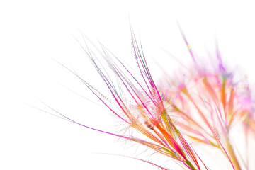 Fototapeta premium Red and yellow feathers arranged in colorful artistic display