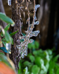 枝に凍りついた奇妙な形の氷と冬の自然現象 Strange shaped ice frozen on branches and winter natural phenomena