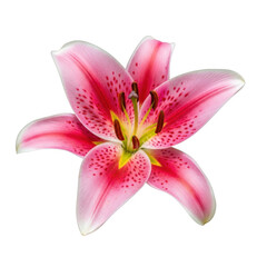 A vibrant and delicate pink lily flower with intricate petals and a striking center. isolated on transparent background