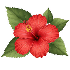 A vibrant red hibiscus flower with lush green leaves and a stem. isolated on transparent background