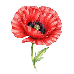A vibrant red poppy flower with a black center and green stem isolated on transparent background