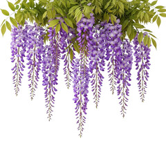 A beautiful cluster of wisteria flowers hanging down with a white background isolated on transparent background