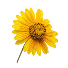 A single vibrant yellow flower with a dark center against a white background isolated on transparent background