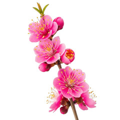 A close-up view of vibrant pink cherry blossoms in full bloom isolated on transparent background