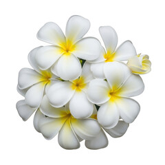 A cluster of white and yellow plumeria flowers against a white background isolated on transparent background