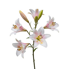 A delicate bouquet of white lilies with yellow centers and green stems isolated on transparent background