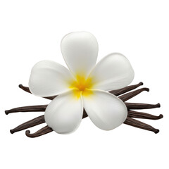 A single white frangipani flower with a yellow center and dark brown stamens. isolated on transparent background