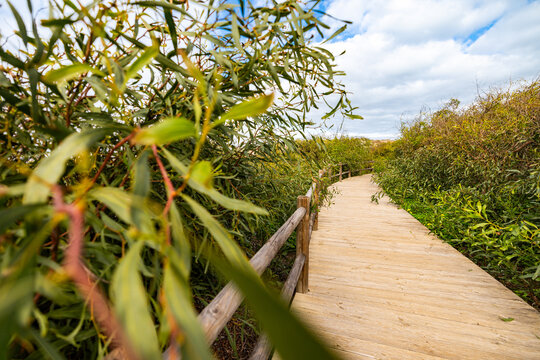 boardwalk hardwood shrub west europe atlantic