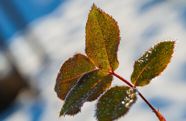 朝日を透かす霜と朝露を纏ったバラの葉 Rose leaves with frost and morning dew translucent in the morning sun