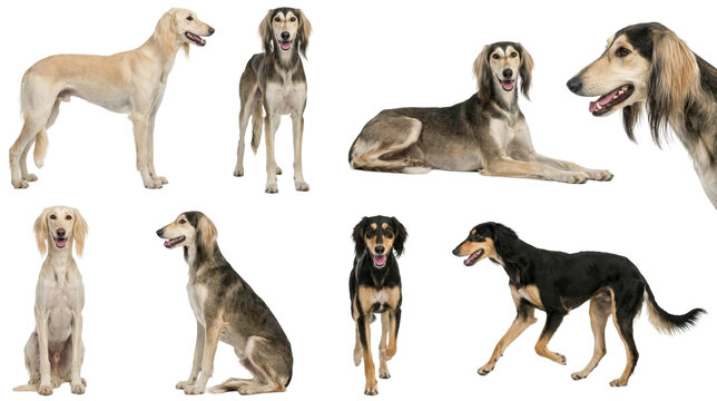 majestic saluki dog collection showing different poses and angles isolated on grey background