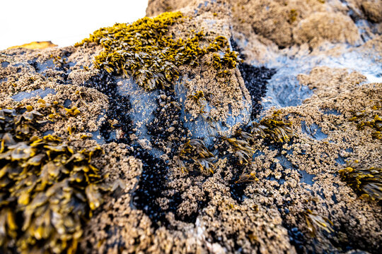 green algae bryophyte western europe malhao beach liverworts
