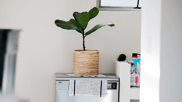 A fiddle leaf house plant in a woven basket on a dishwasher