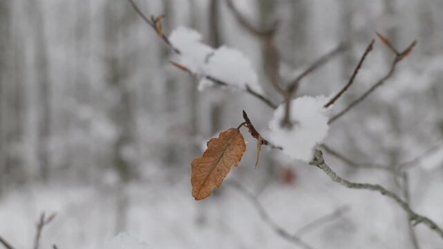 Static view of a dead leaf covered in snow along a trail in a snowy forest. The branch is moving in the breeze.