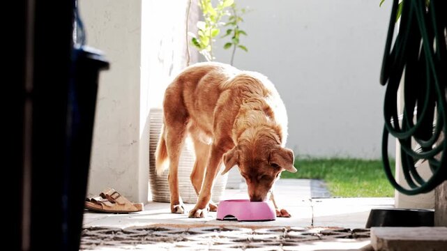 A healthy, brown, Labrador dog, eating out of a pink bowl in the backyard of a garden.