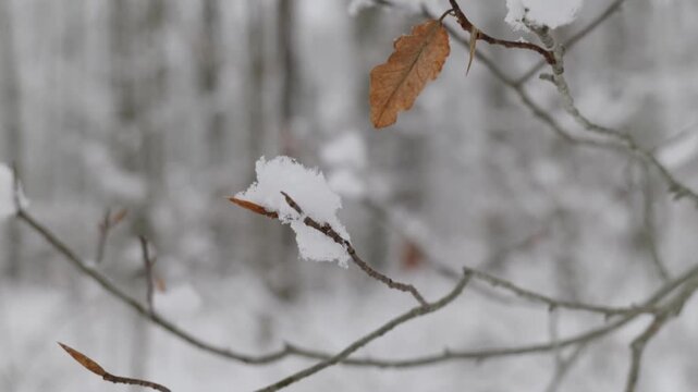 Static view of a dead leaf covered in snow along a trail in a snowy forest. The branch is moving in the breeze. The camera then pans down and to the left to refocus on the woods and trail.