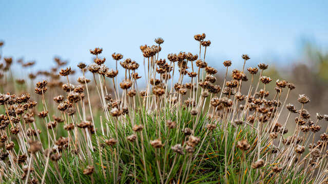 forb malh&atilde;o grasses atlantic ocean western europe