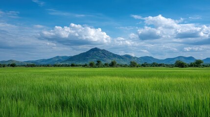 Obraz premium Lush Green Rice Field Under Bright Blue Sky with Fluffy Clouds and Majestic Mountain Range in Background, Capturing Serene Countryside Landscape Beauty